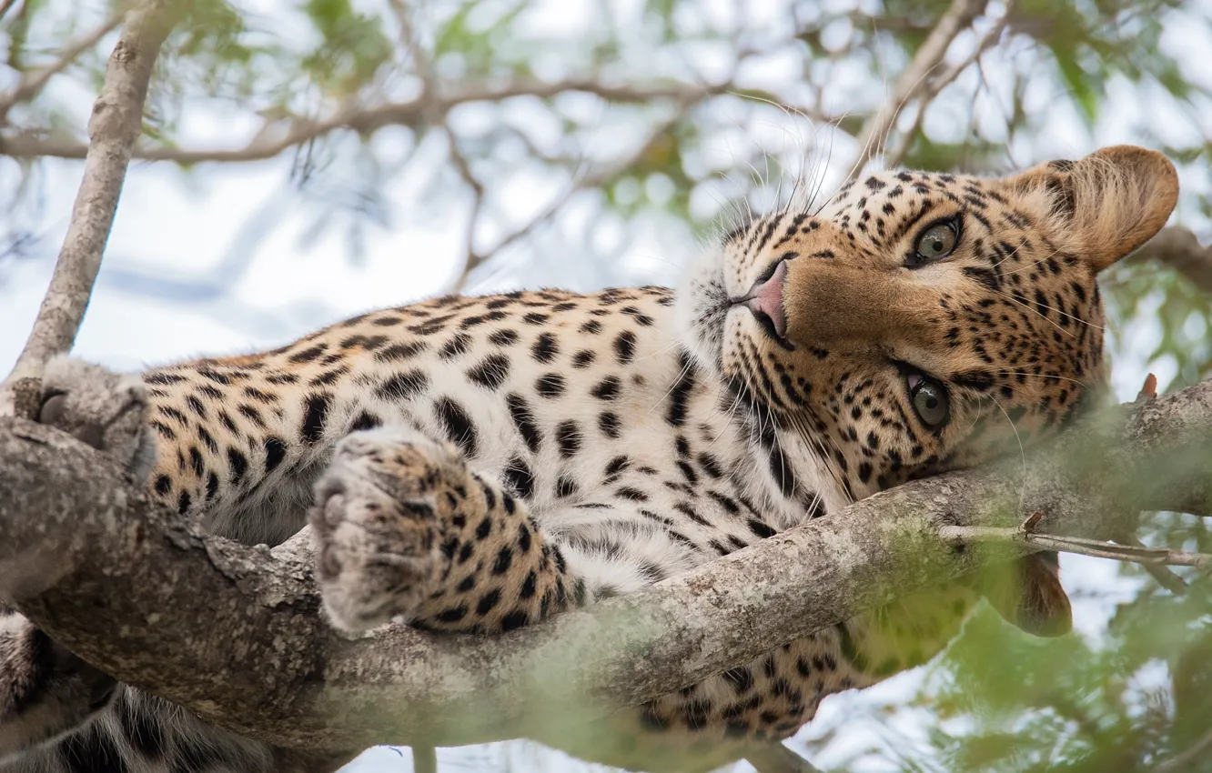 Photo wallpaper cat, eyes, look, tree, large, leopard