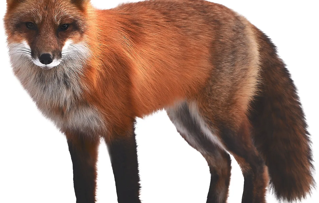 Photo wallpaper fox, animal, wildlife, Red Fox