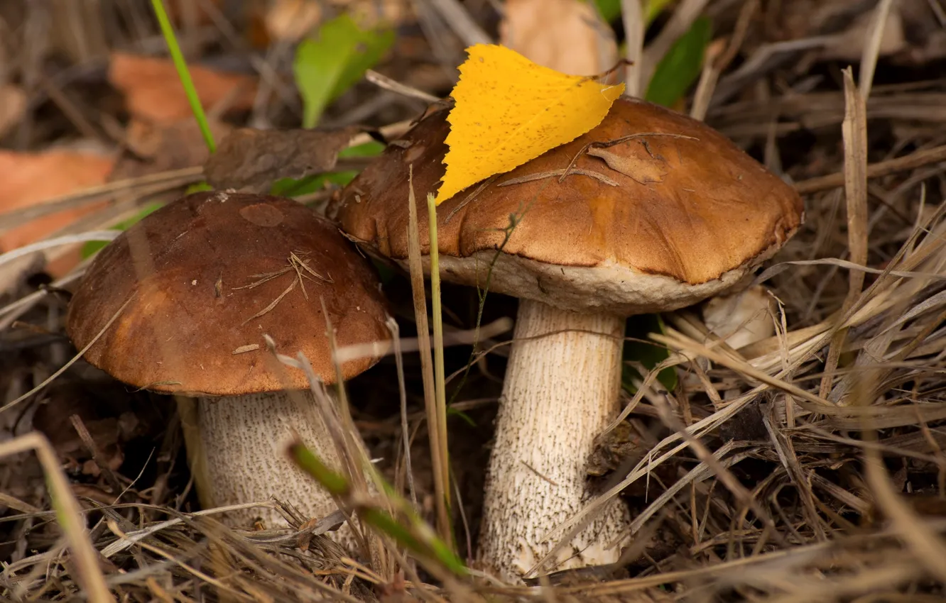 Photo wallpaper autumn, mushrooms, pair, boletus
