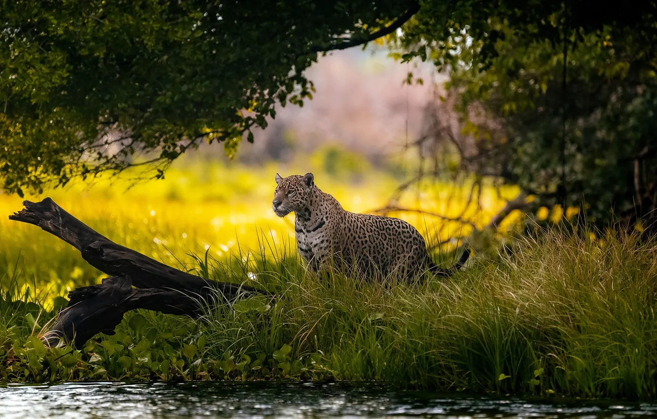 Photo wallpaper grass, trees, nature, shore, Jaguar, log, pond