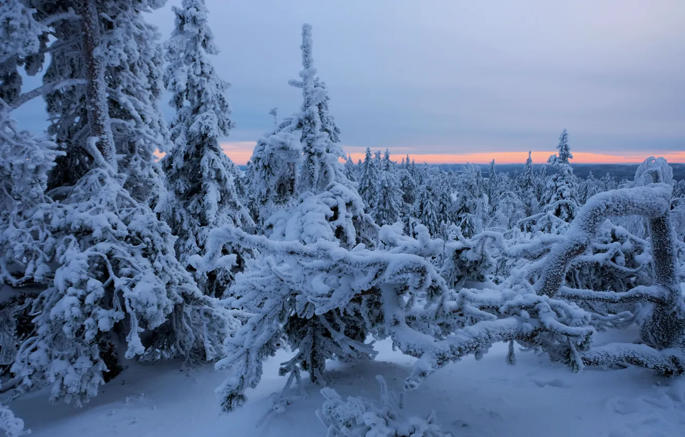 Photo wallpaper winter, forest, snow, trees, ate, Finland, Finland, North Karelia