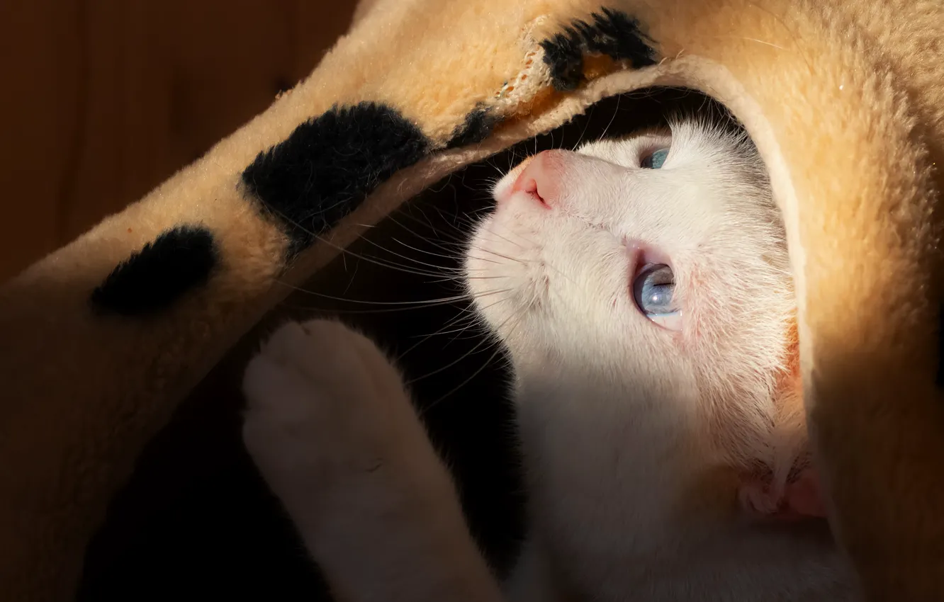 Photo wallpaper cat, white, look, light, cat house
