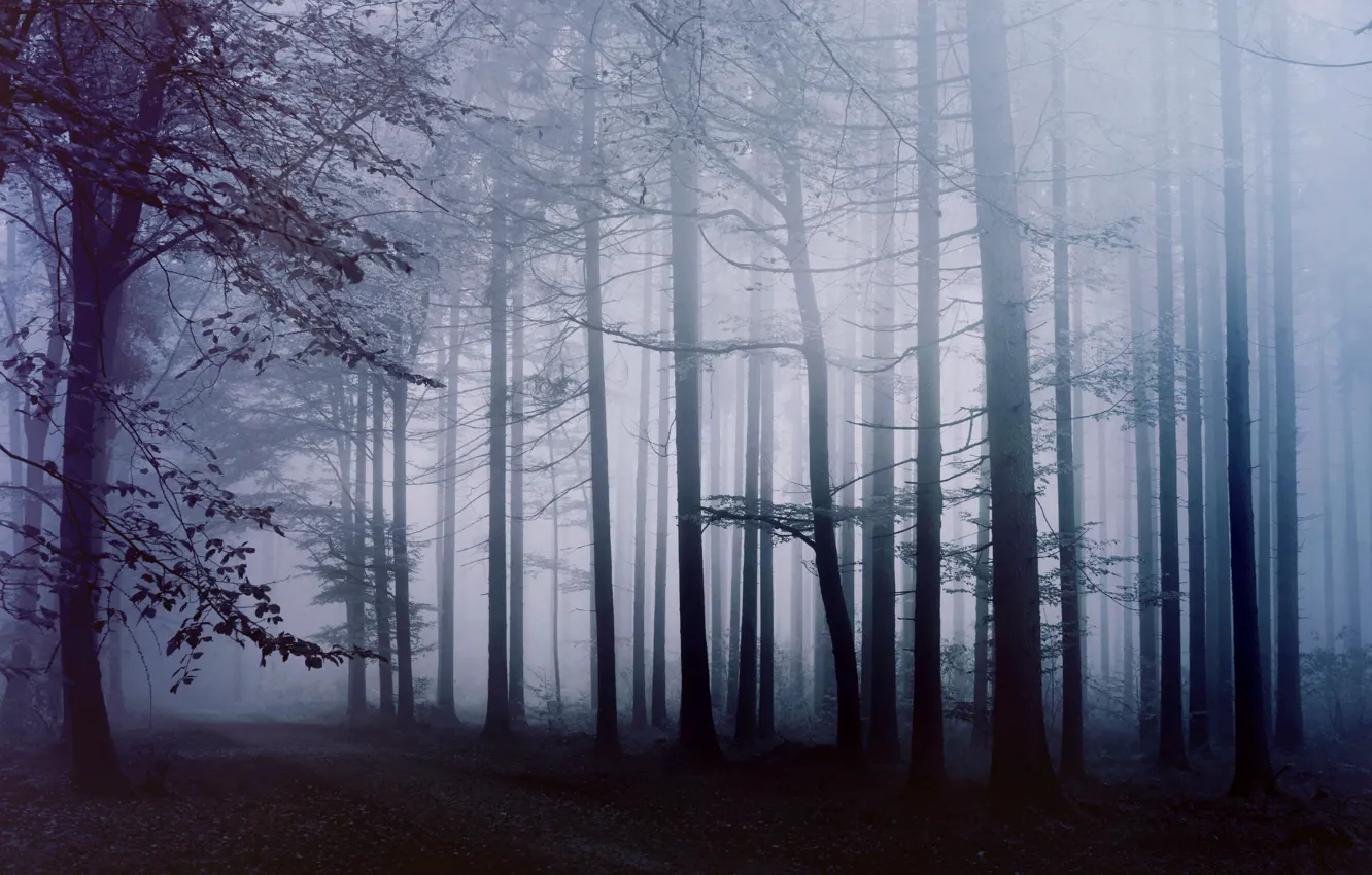 Photo wallpaper forest, fog, morning, track
