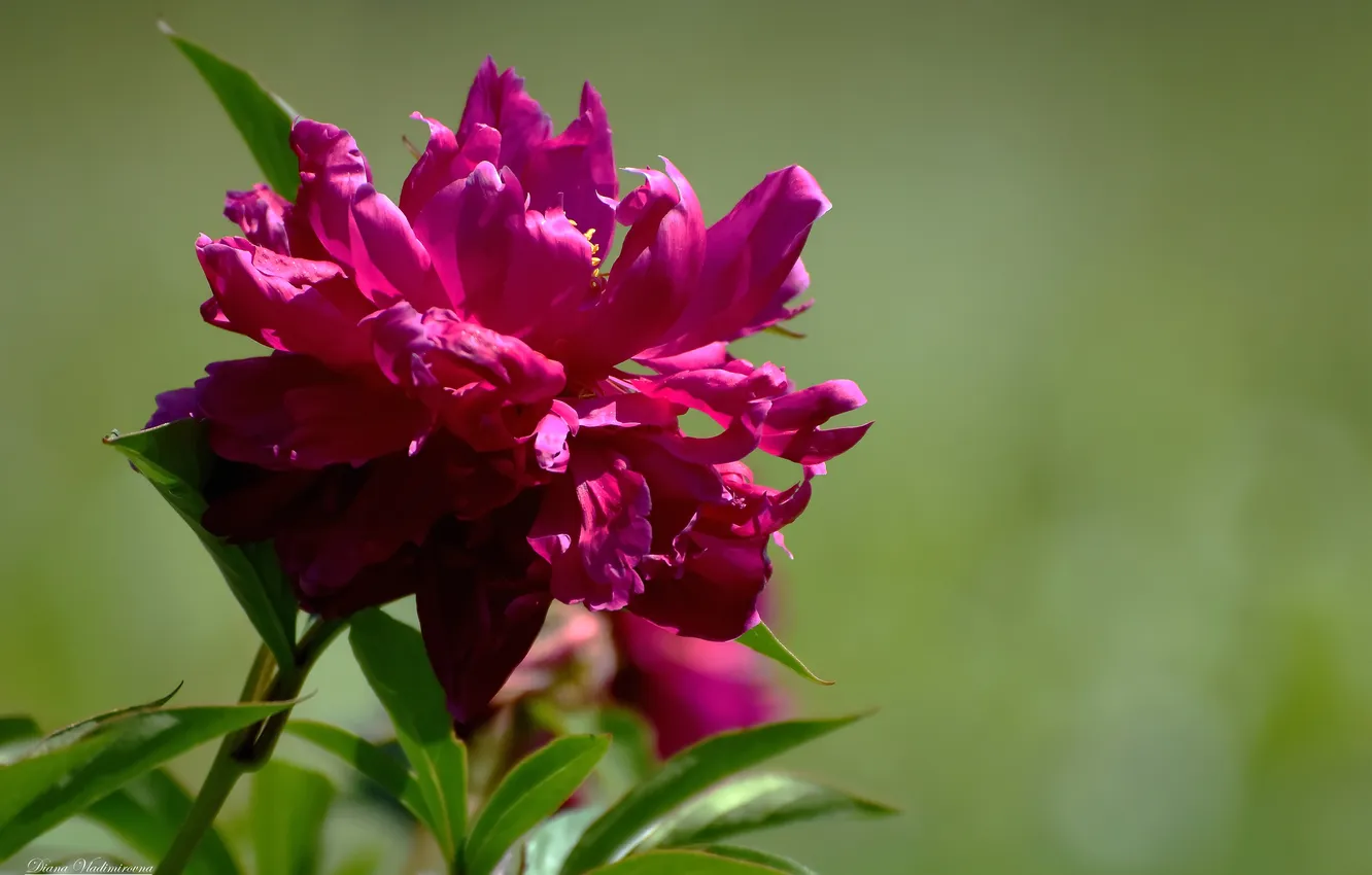 Photo wallpaper summer, flowers, nature, peonies