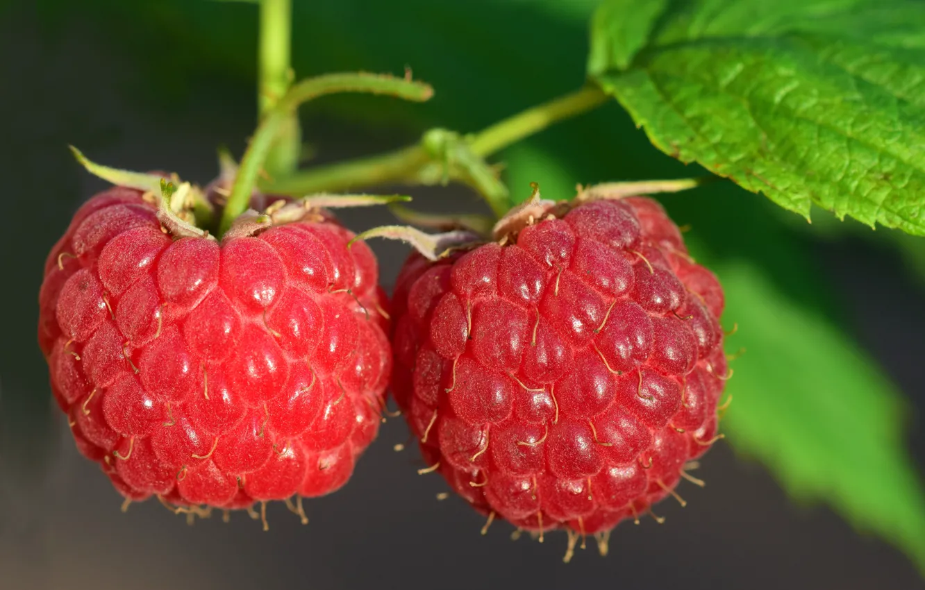 Photo wallpaper macro, nature, berries, raspberry