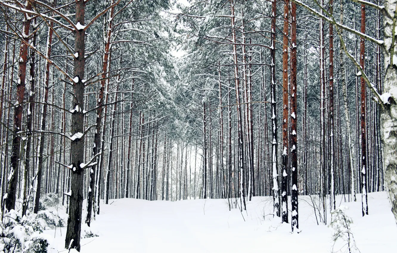 Photo wallpaper winter, forest, snow, trees, trail, frost, track, forest
