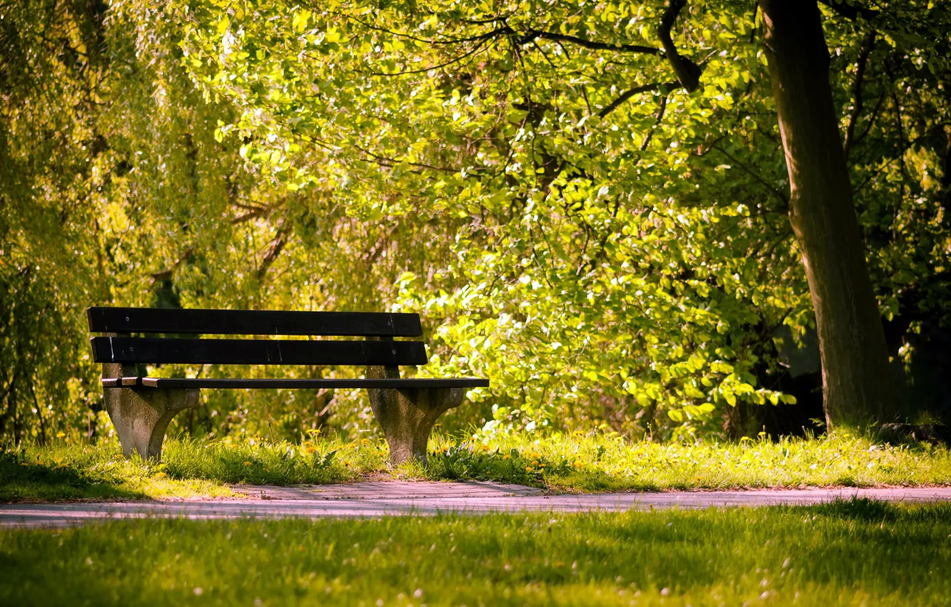 Photo wallpaper summer, Park, bench