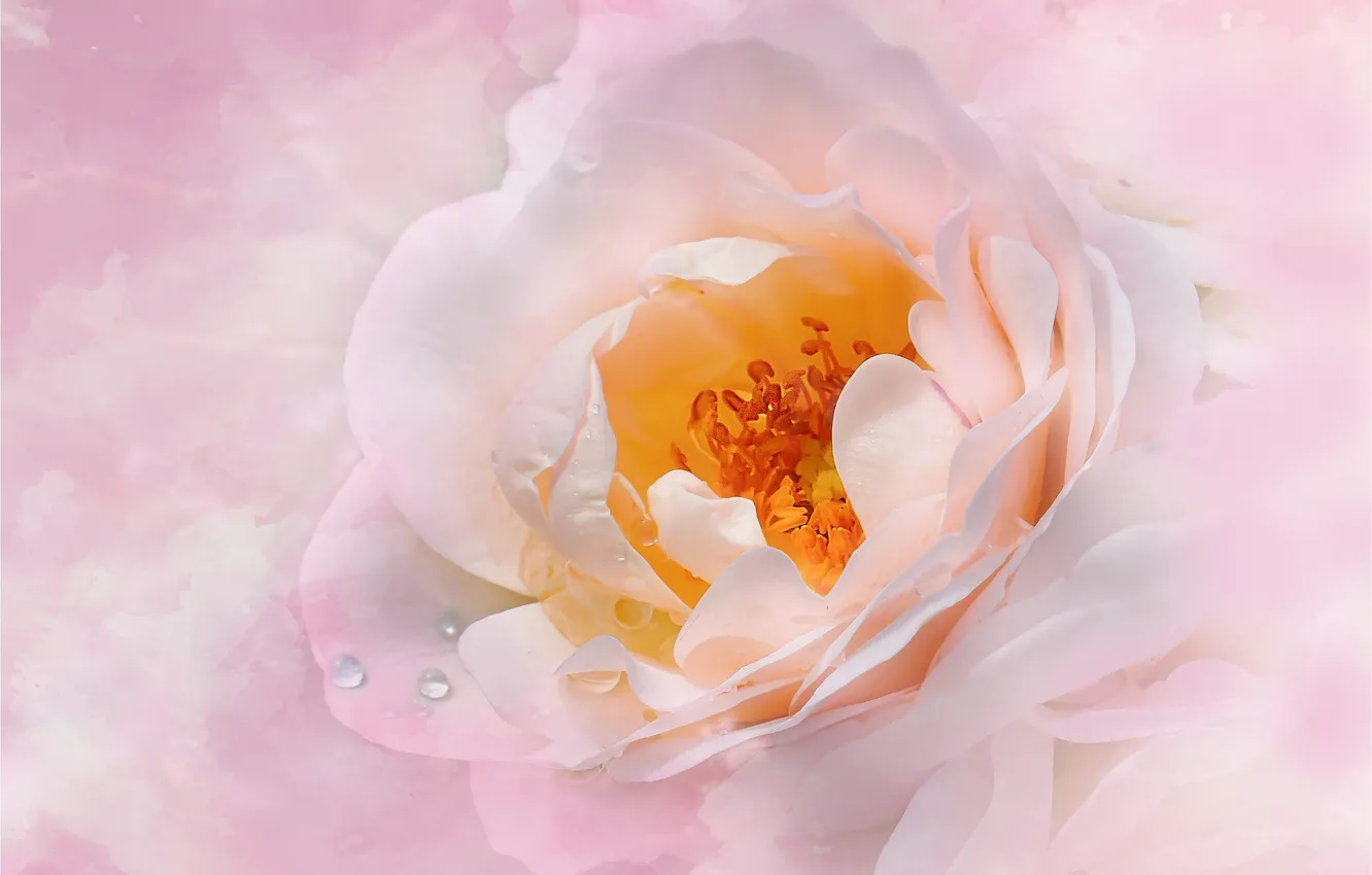 Photo wallpaper macro, roses, pink