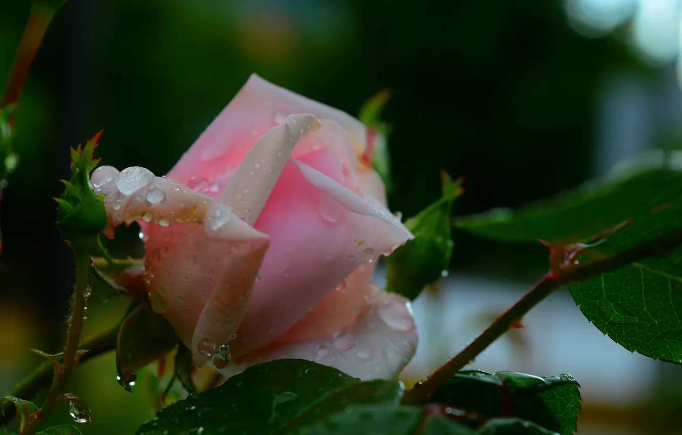 Photo wallpaper raindrops, Pink rose, Pink rose, Rain drops