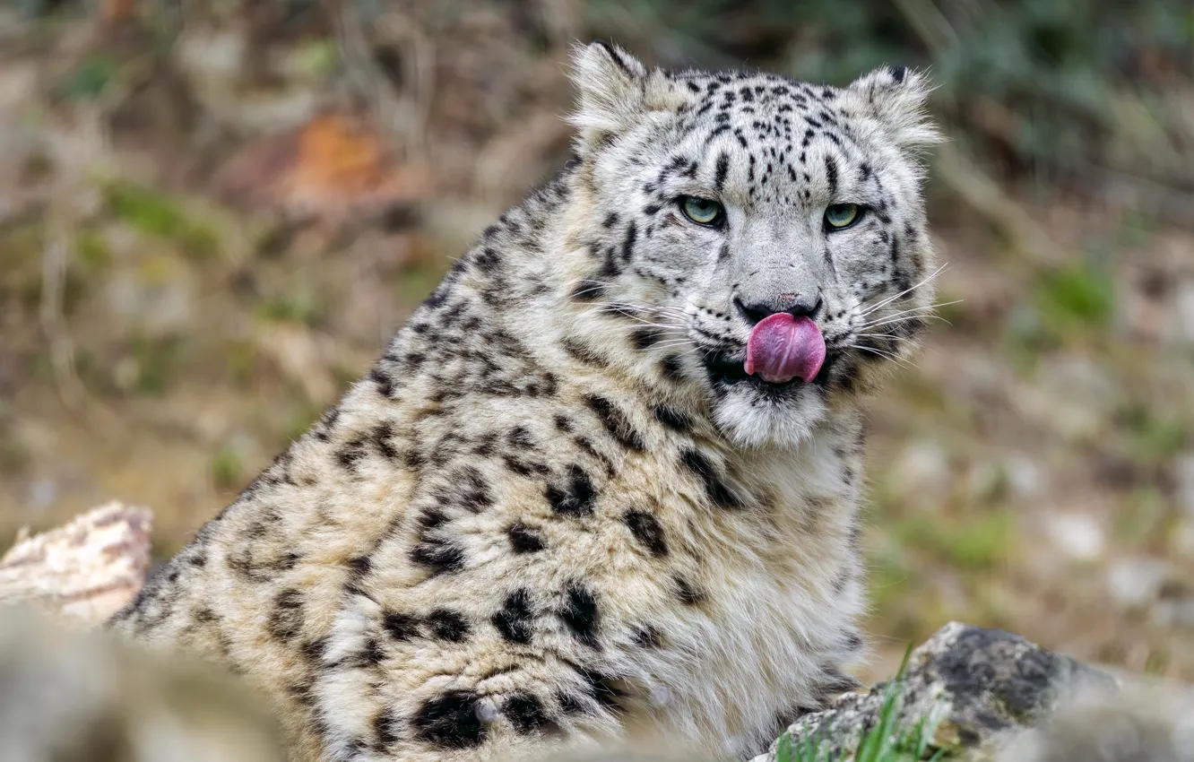 Photo wallpaper language, stones, snow leopard, sitting