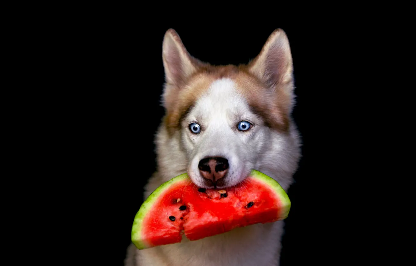 Photo wallpaper look, face, portrait, dog, watermelon, slice, black background, blue eyes