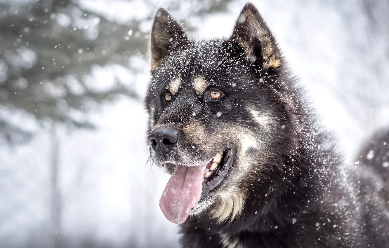 Photo wallpaper winter, language, face, snow, branches, nature, grey, portrait