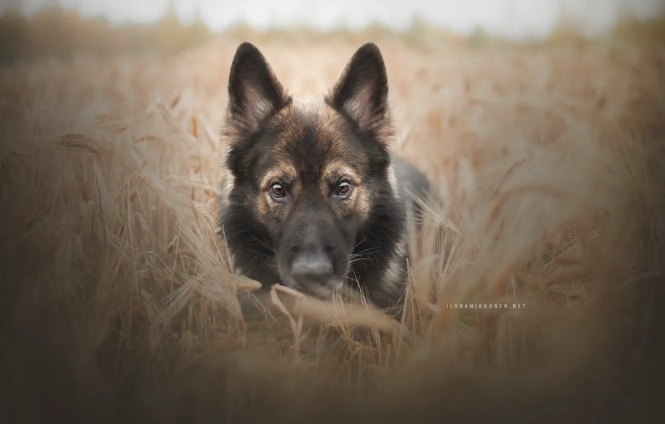 Photo wallpaper dog, look, each