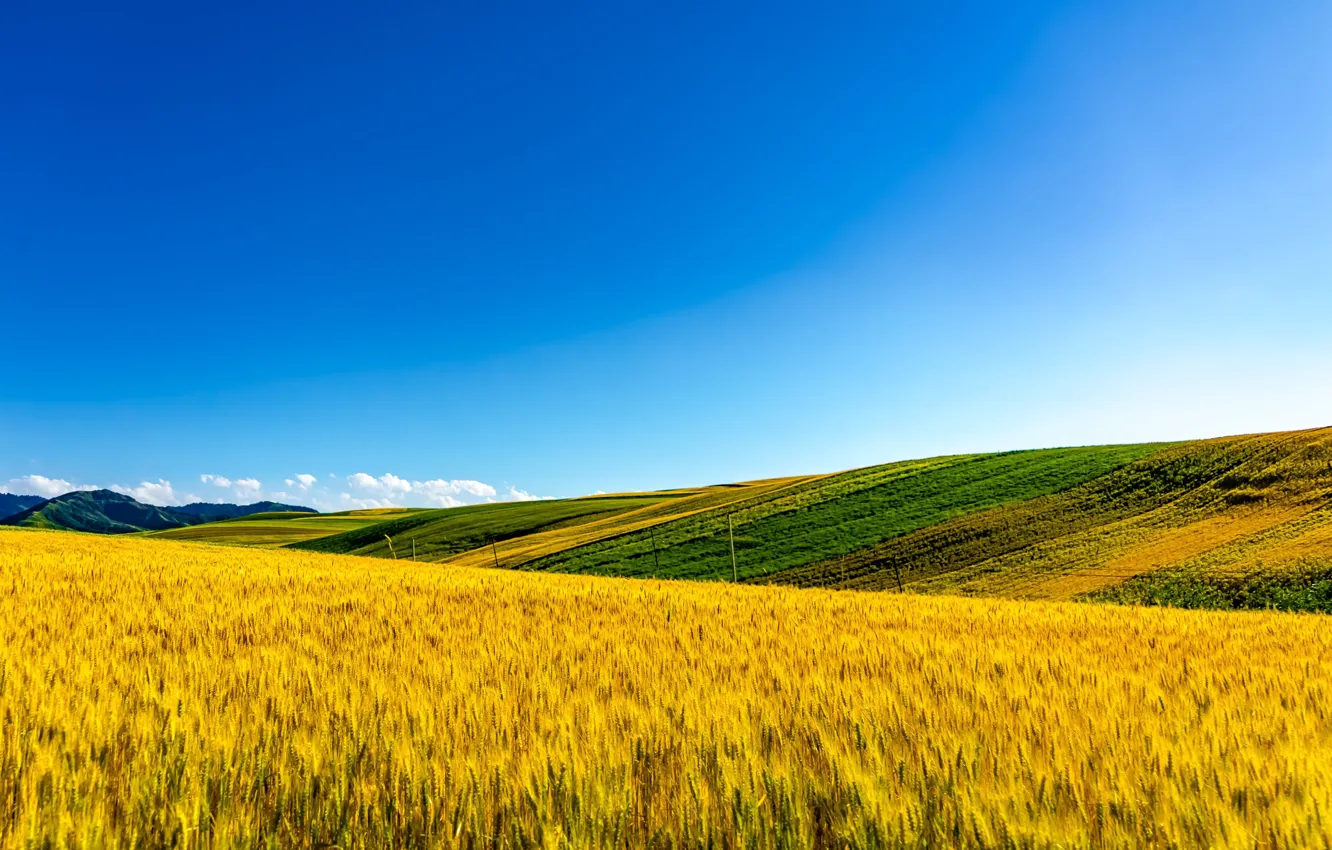 Photo wallpaper field, summer, grass, beauty, grass, fields, beauty, blue sky