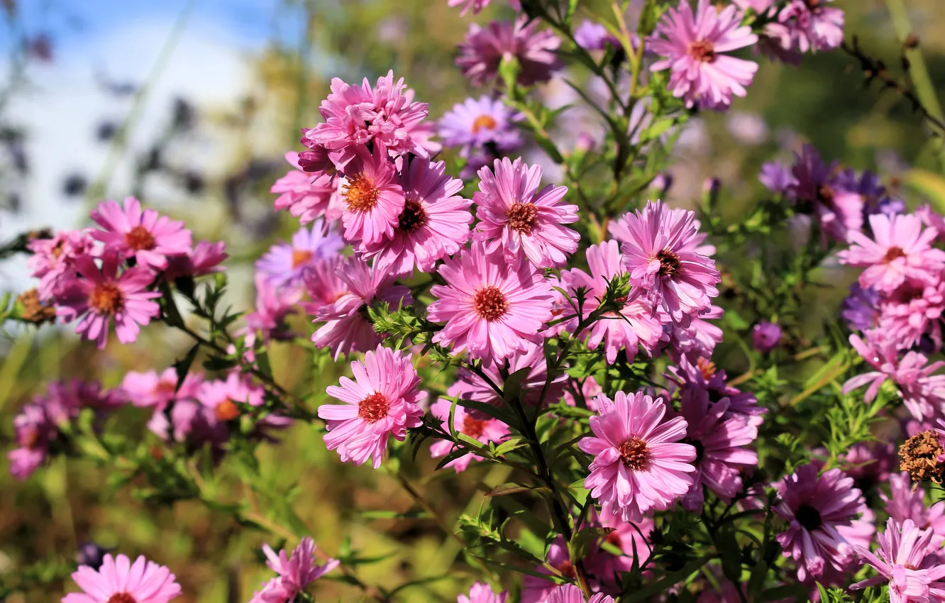 Photo wallpaper summer, light, flowers, garden, pink, the bushes, bokeh, asters