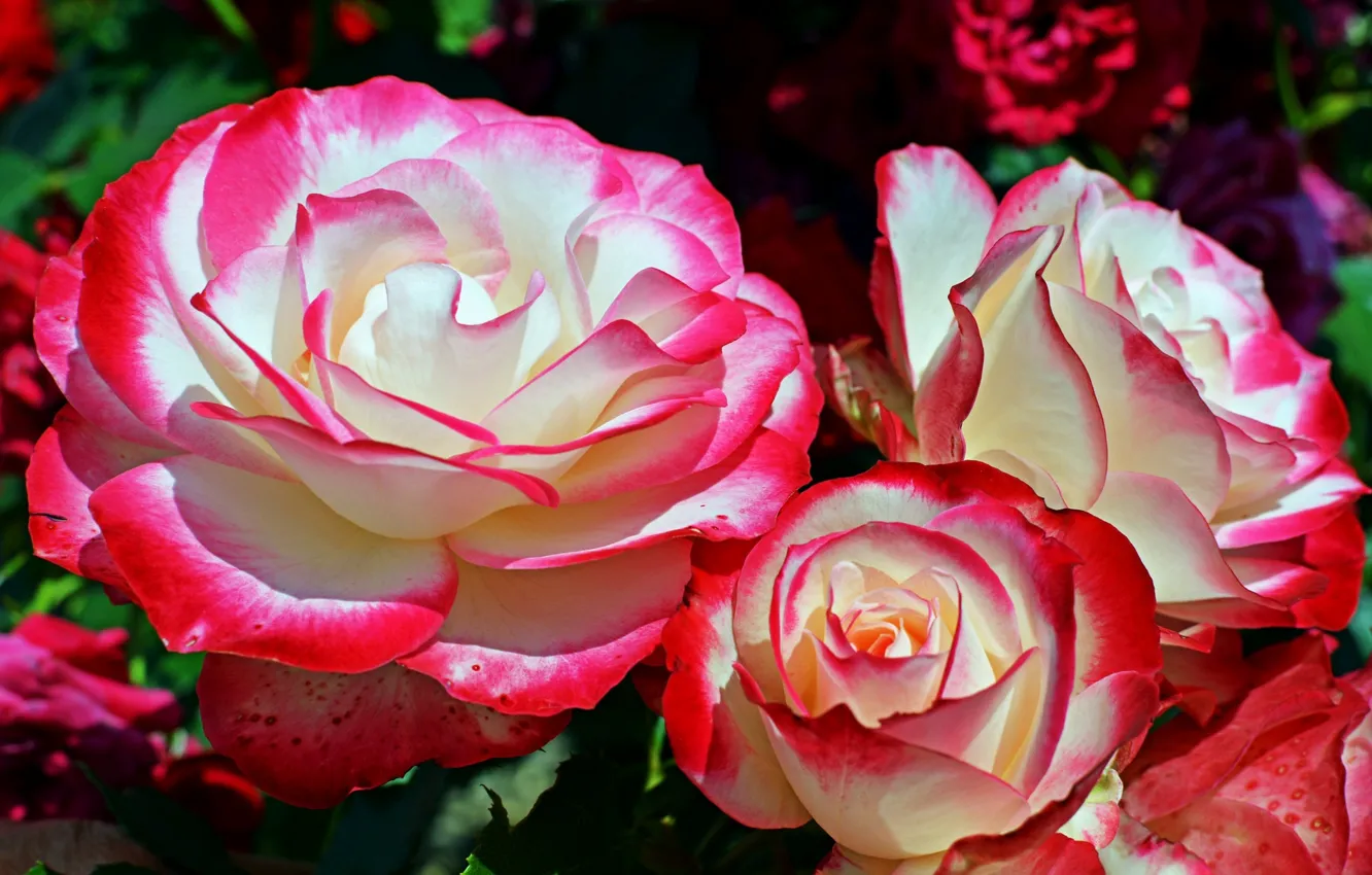 Photo wallpaper flowers, roses, beauty, petals
