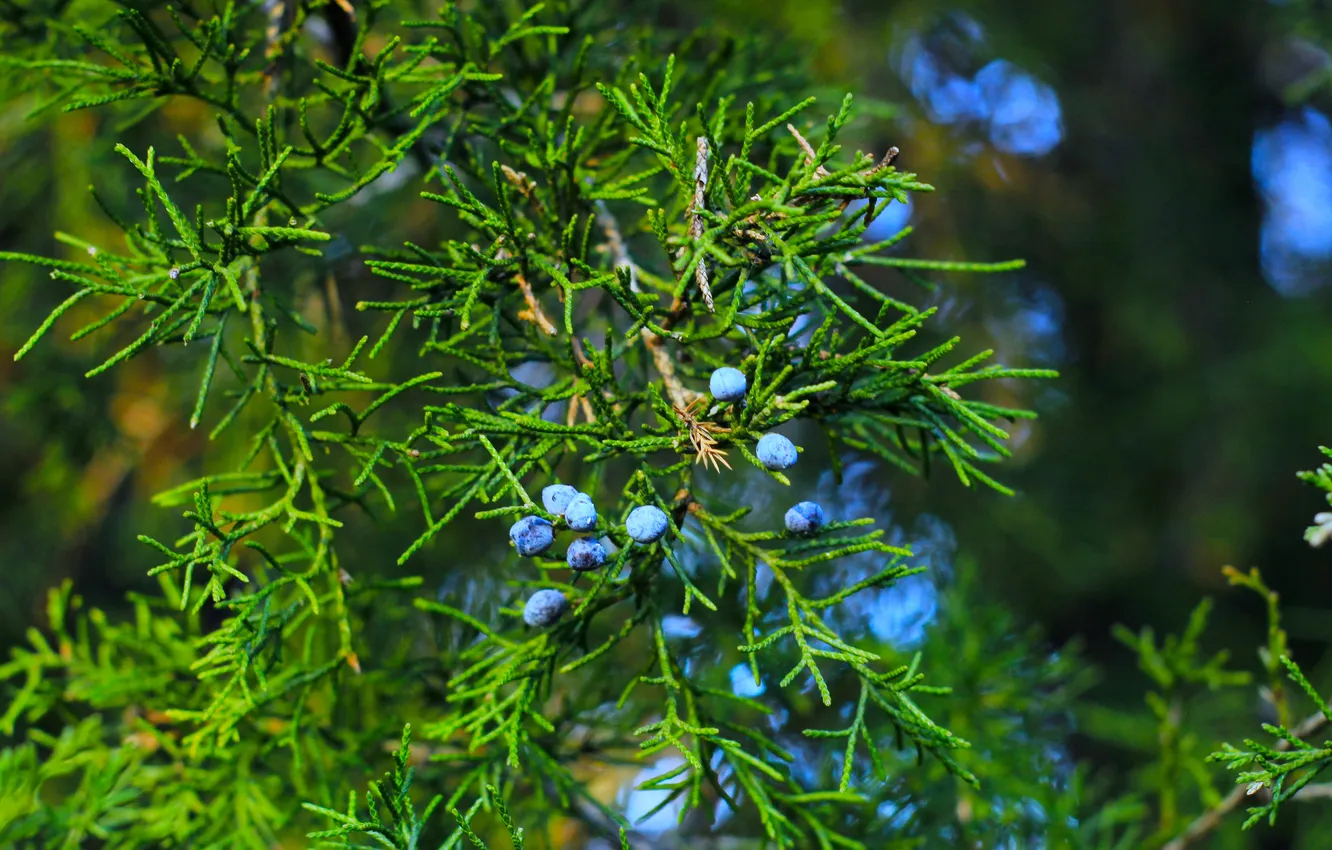 Photo wallpaper blue, fruit, twig