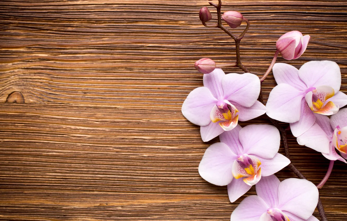 Photo wallpaper wood, Orchid, pink, flowers, orchid