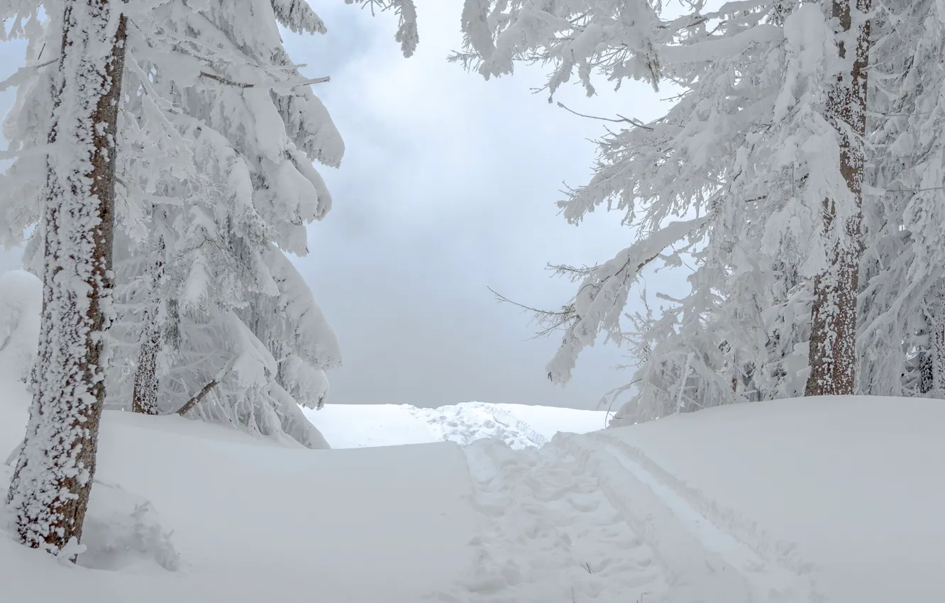 Photo wallpaper winter, road, forest, snow