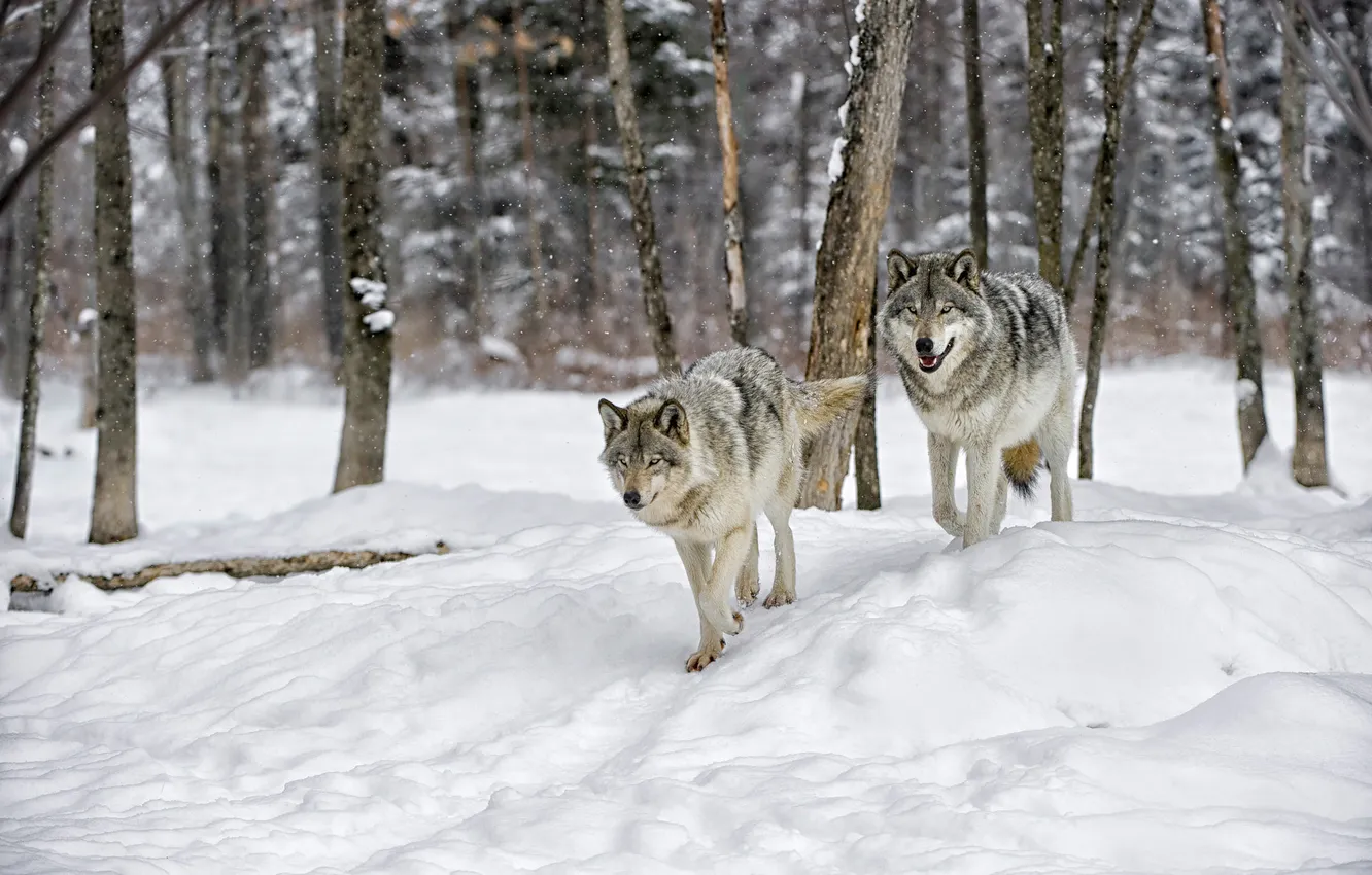 Photo wallpaper winter, snow, nature, wolf, two wolves