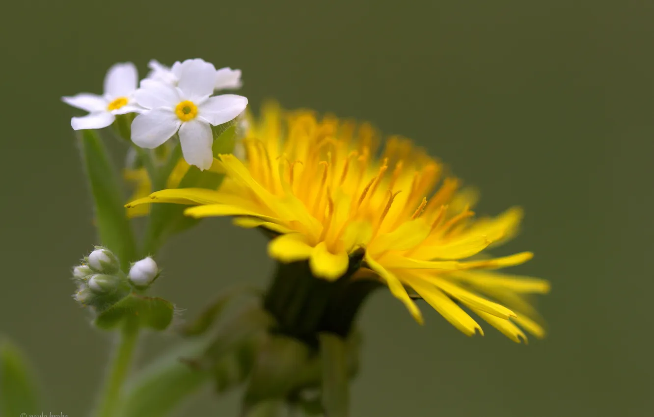 Photo wallpaper flowers, nature, spring