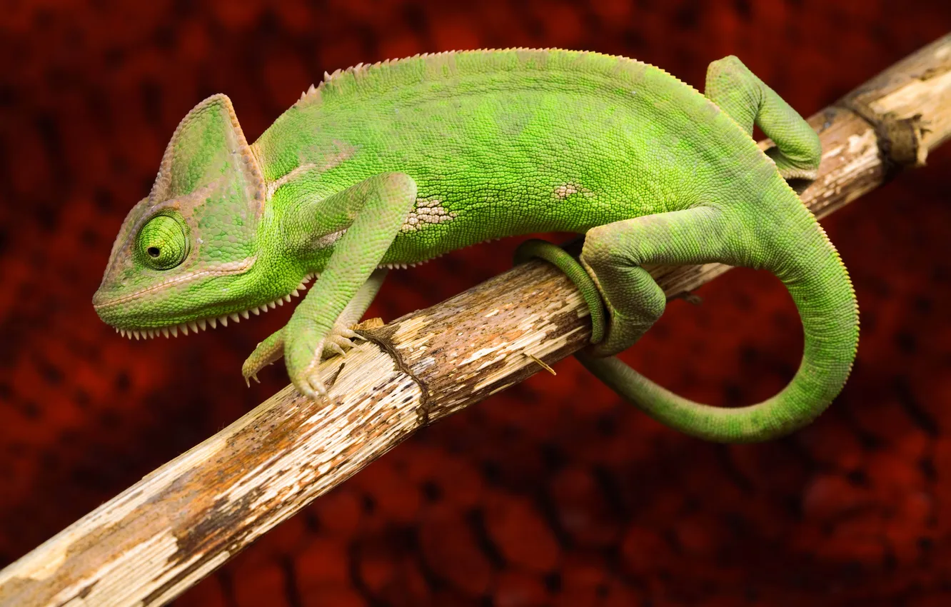 Photo wallpaper eyes, branches, chameleon, background, lizard, tail