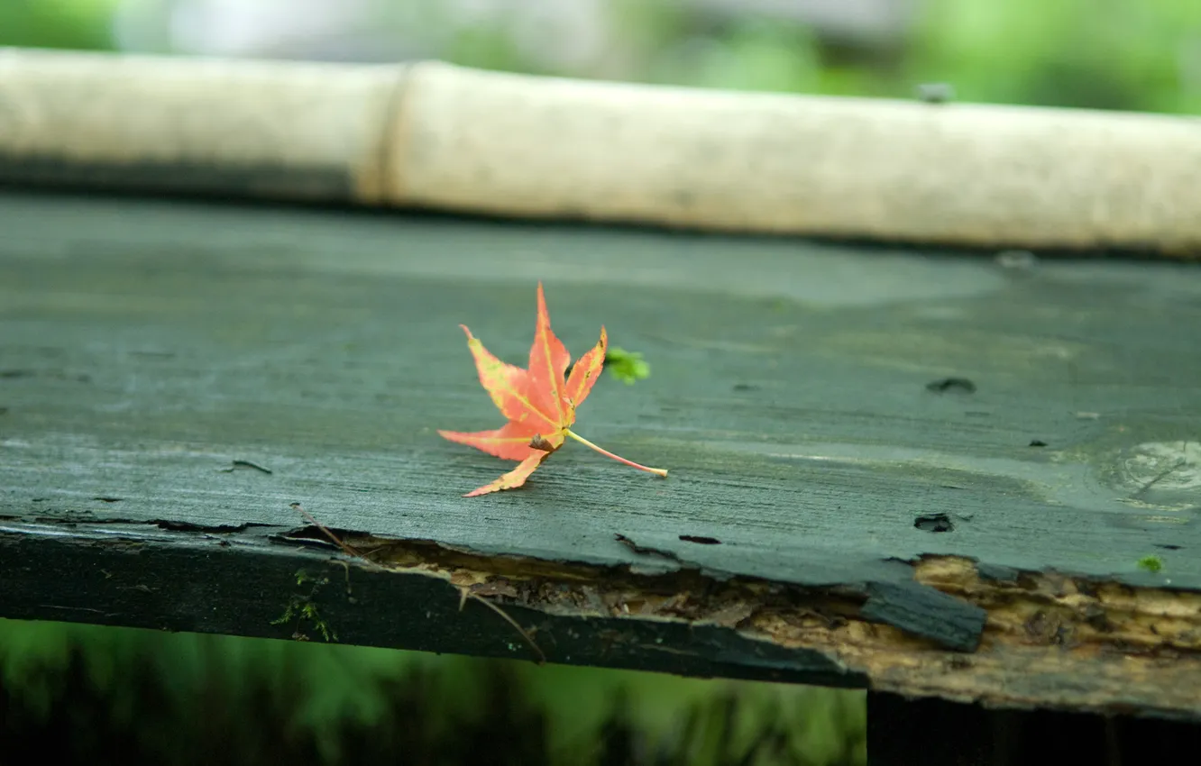 Photo wallpaper autumn, leaves, bench