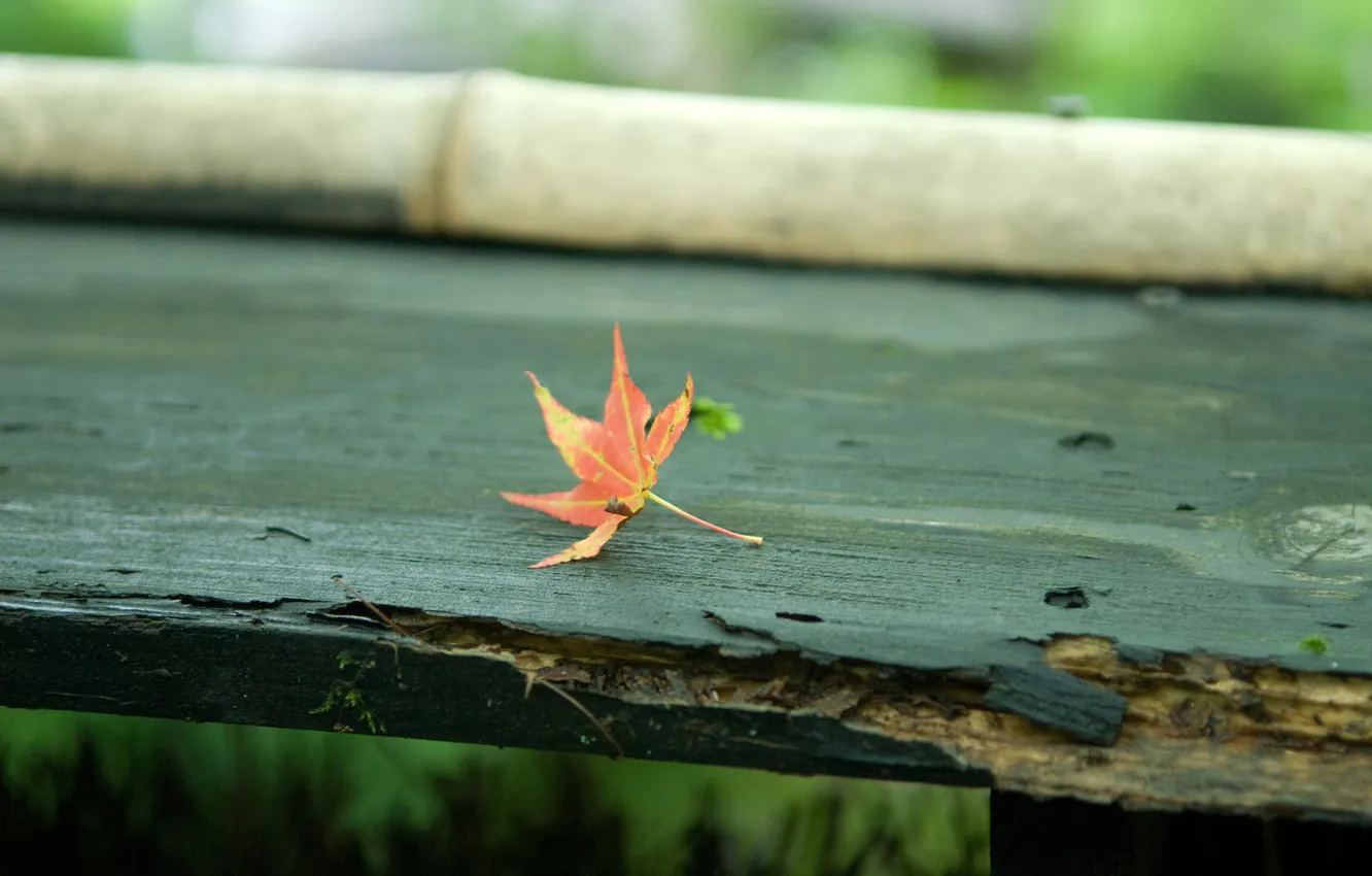 Photo wallpaper autumn, bench, sheet