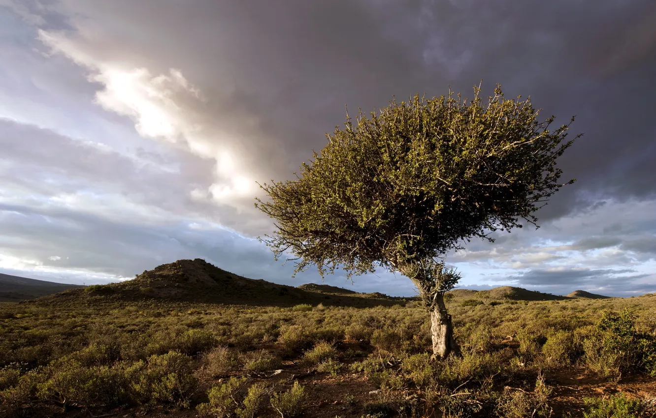 Photo wallpaper field, the sky, trees, landscape, nature