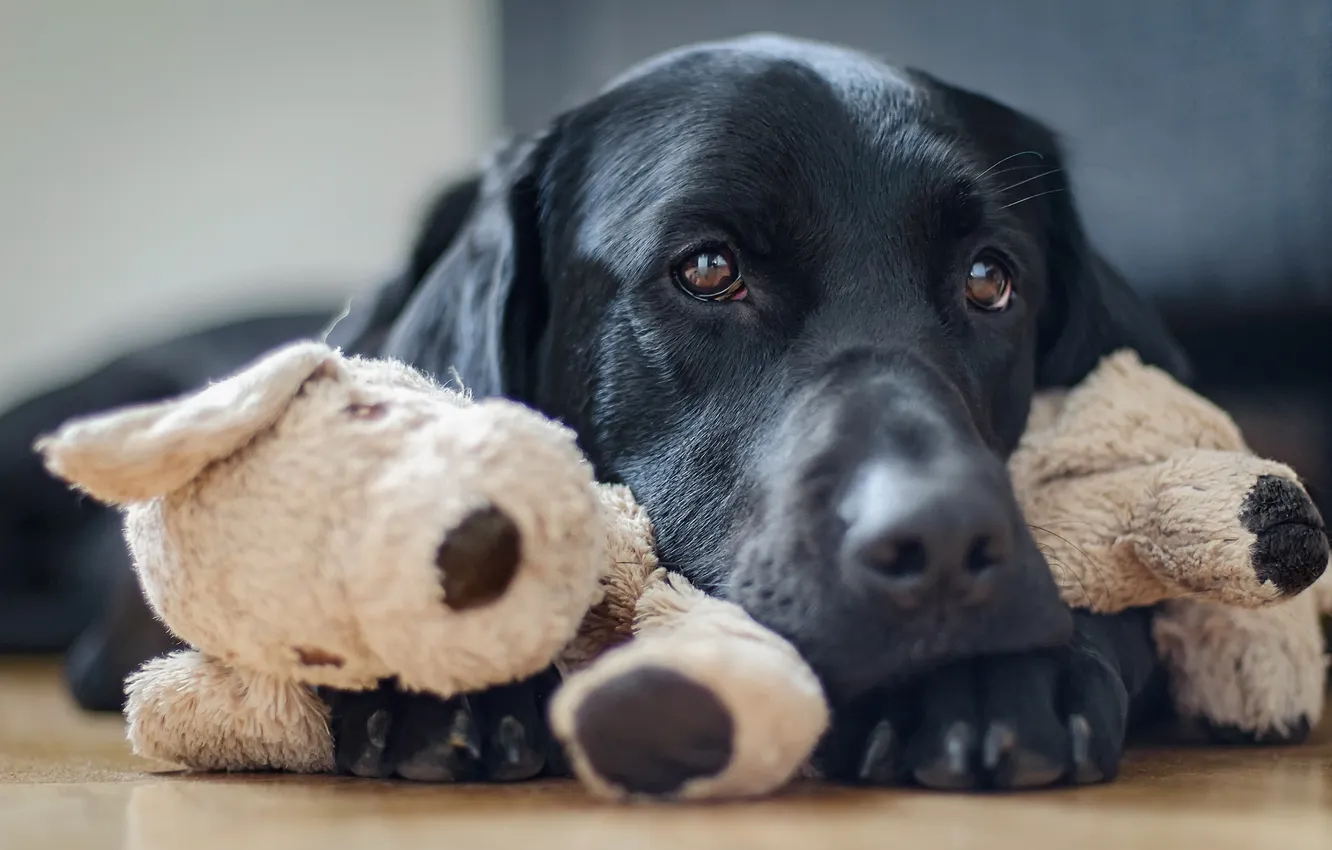 Photo wallpaper look, each, home, dog