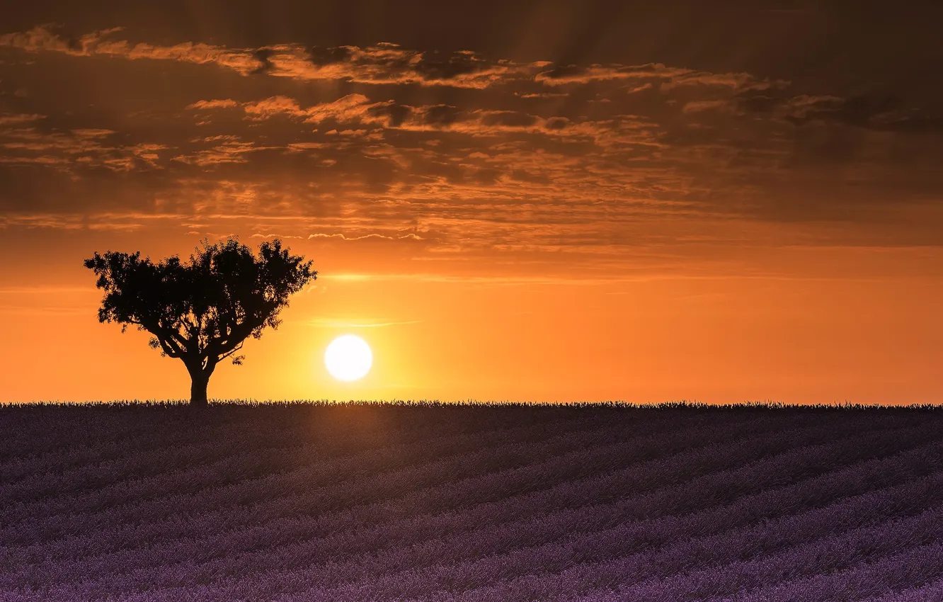 Photo wallpaper sunset, tree, lavender