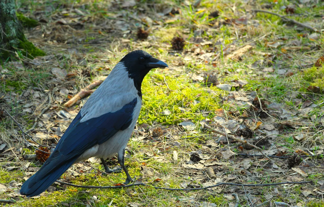 Photo wallpaper grass, bird, crow