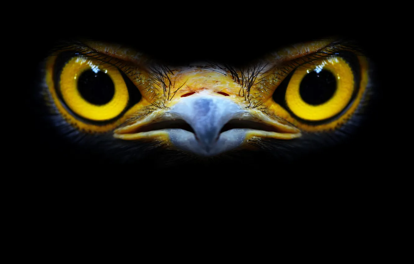 Photo wallpaper falcon logo, leucocephalus, serpent-eagle, birds eye, bird eye close up
