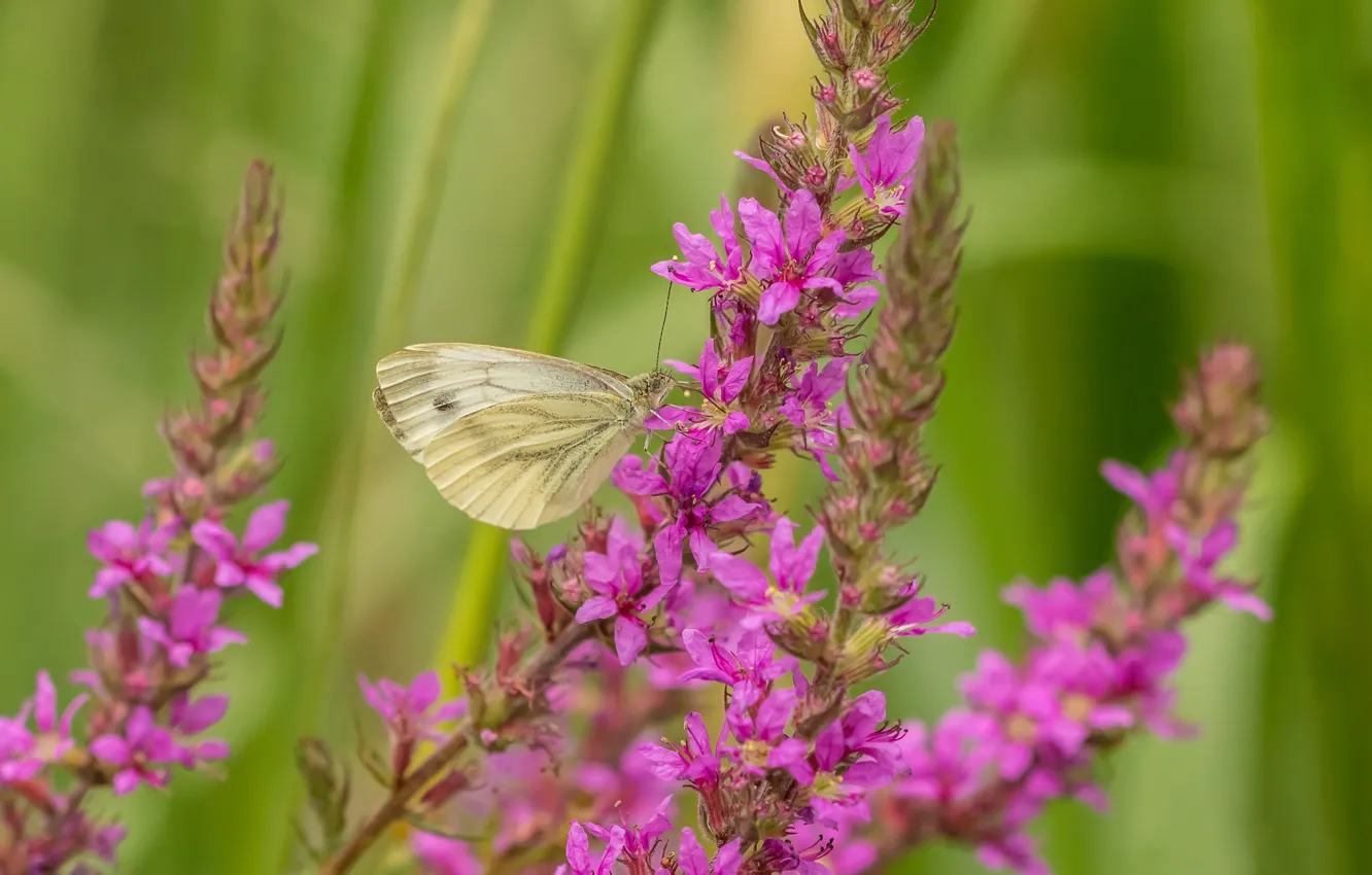 Photo wallpaper macro, flowers, butterfly, loosestrife, Braquenie