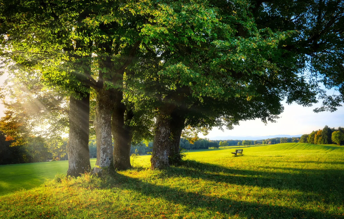 Photo wallpaper greens, field, autumn, summer, grass, the sun, rays, light