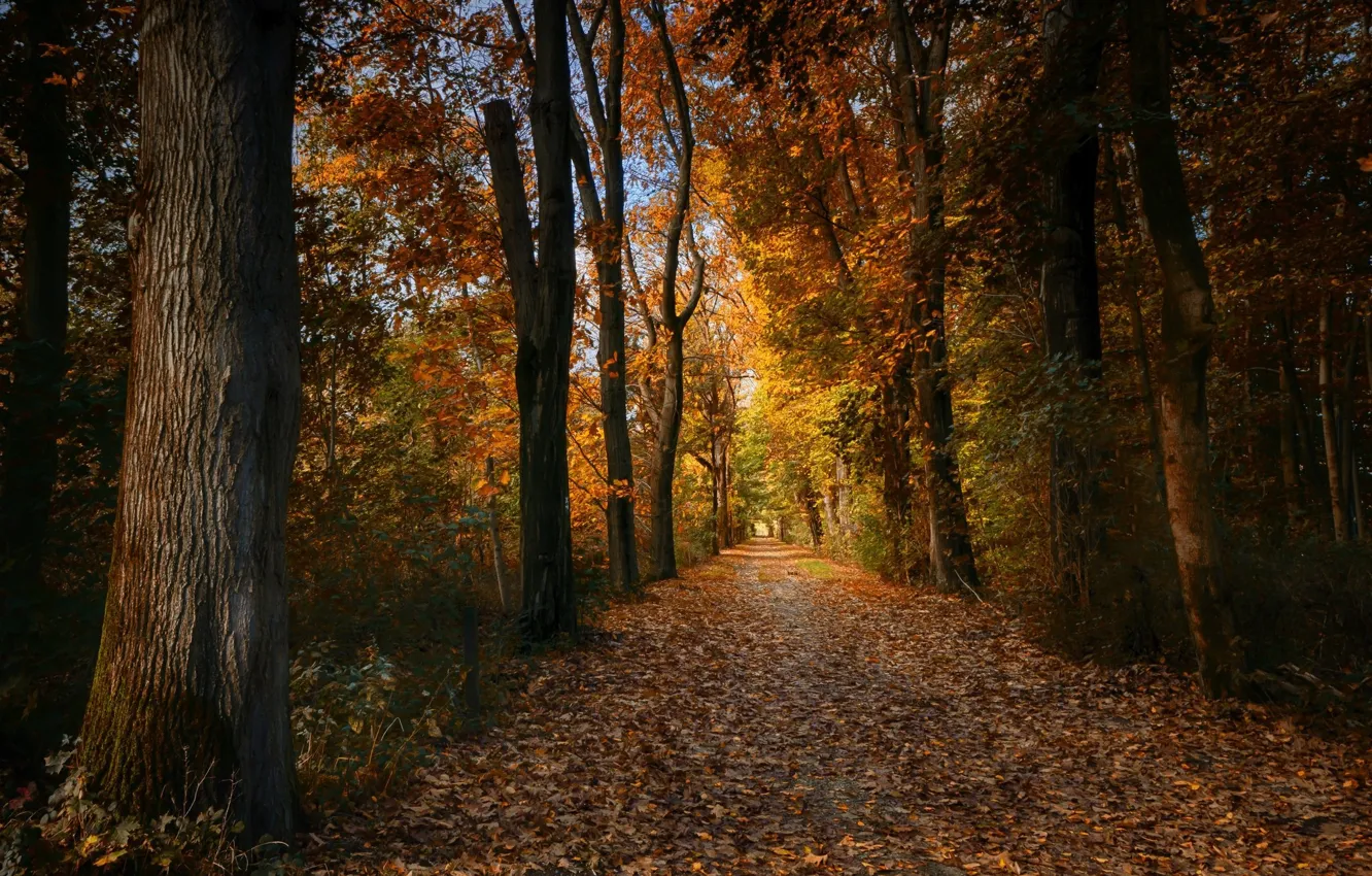 Photo wallpaper Road, Autumn, Forest