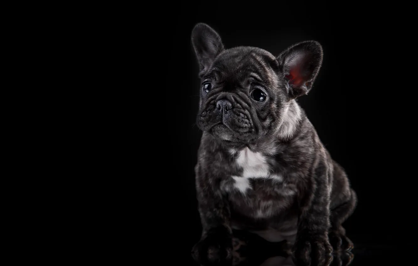 Photo wallpaper dog, puppy, French bulldog
