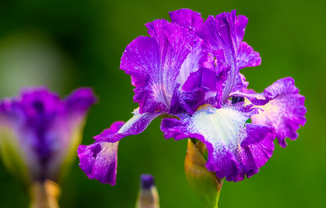 Photo wallpaper macro, petals, bokeh, Iris, Iris