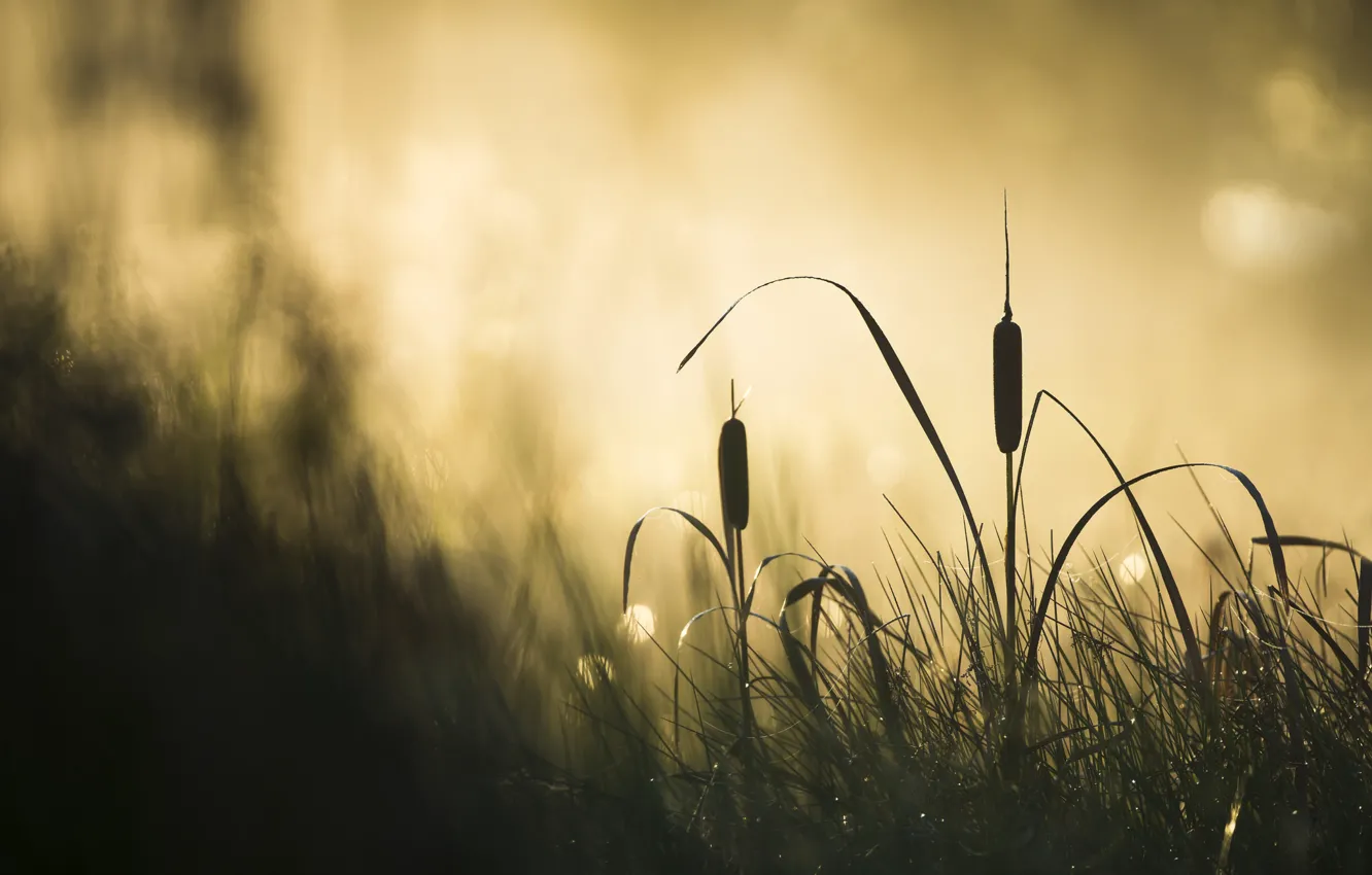 Photo wallpaper fog, morning, reed