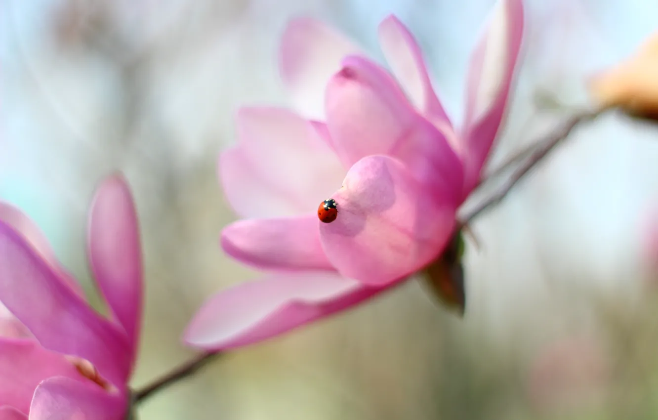Photo wallpaper pink, flowers, sun, bokeh, spring, daisy, sunflower, magnolia