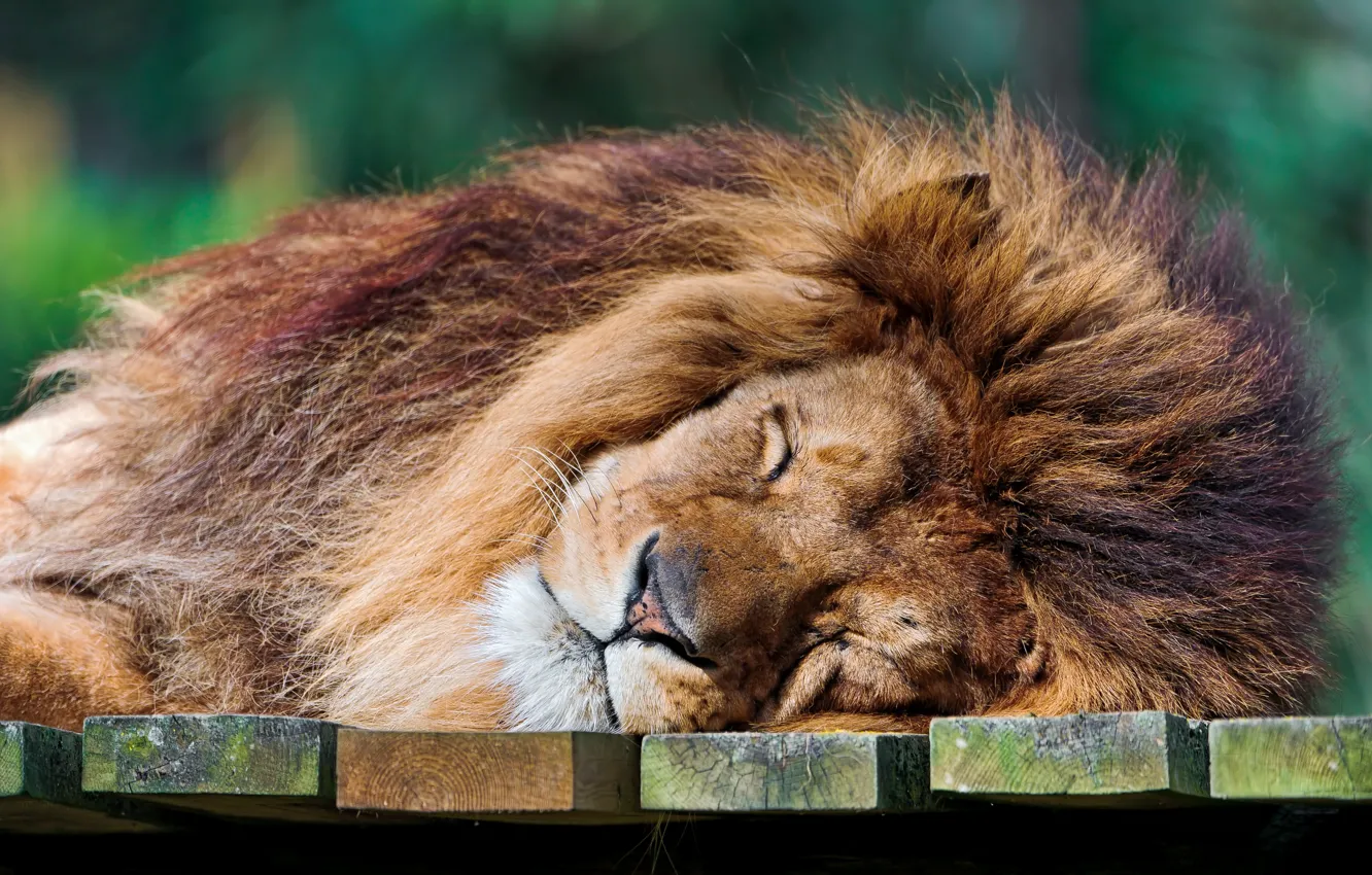 Photo wallpaper predator, Leo, the king of beasts, sleeping lion