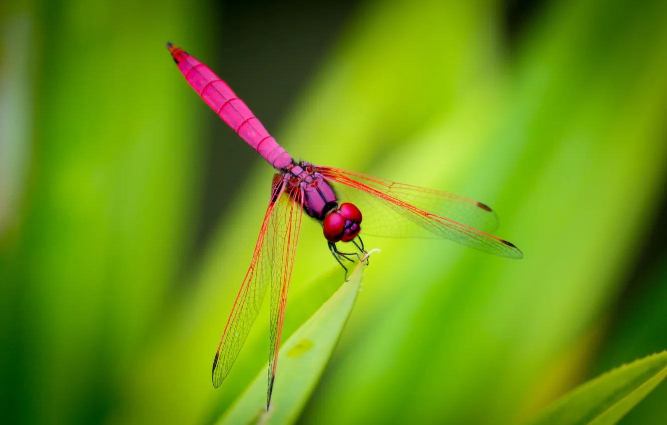 Photo wallpaper insects, nature, leaf, wings, dragonfly, nature, wings, dragonfly