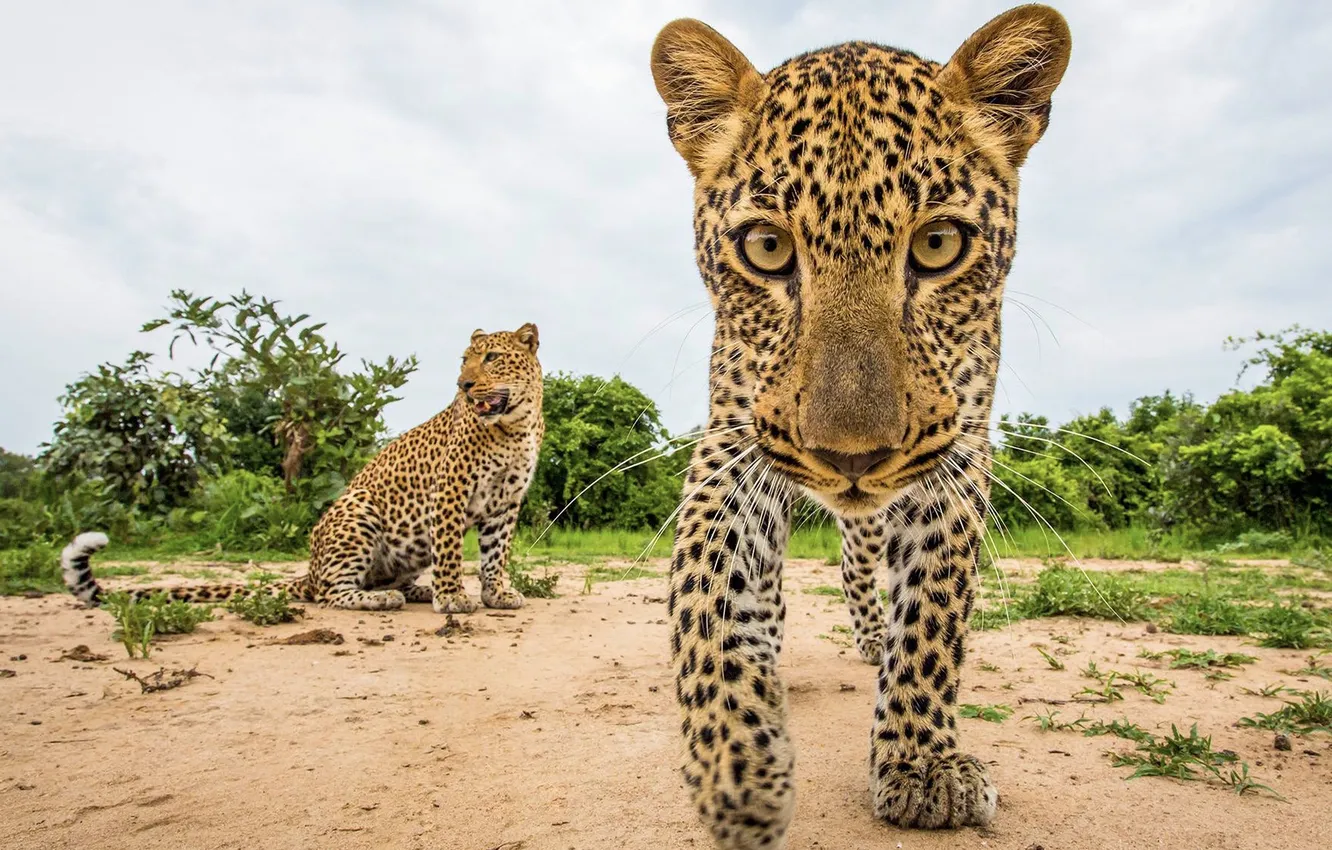 Photo wallpaper leopard, animal, playful