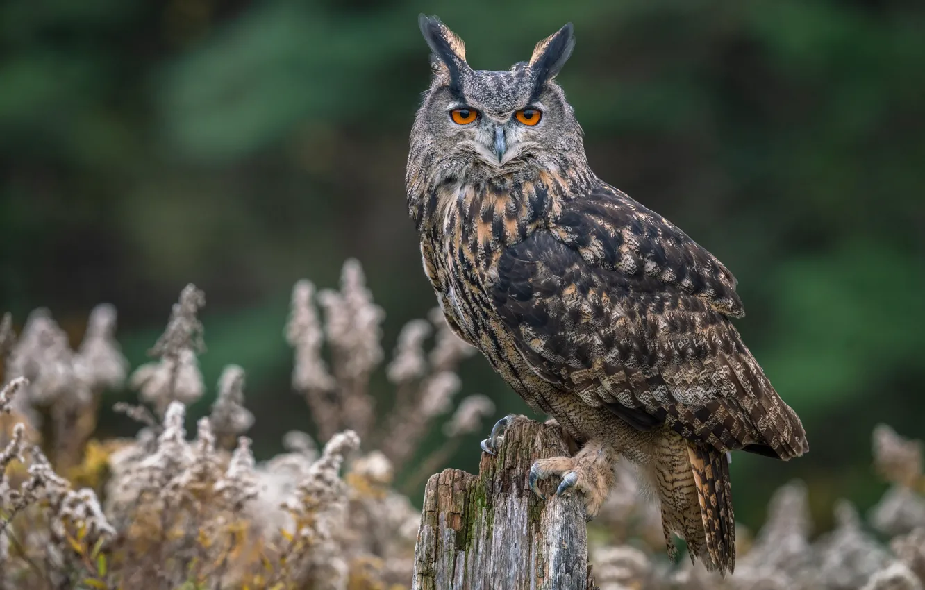 Photo wallpaper look, nature, owl, bird, stump, owl