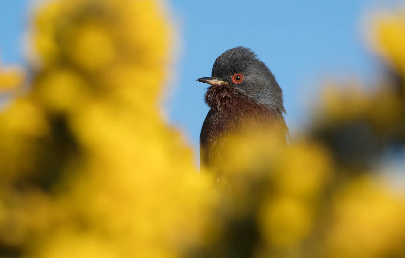 Photo wallpaper flowers, background, bird, bokeh