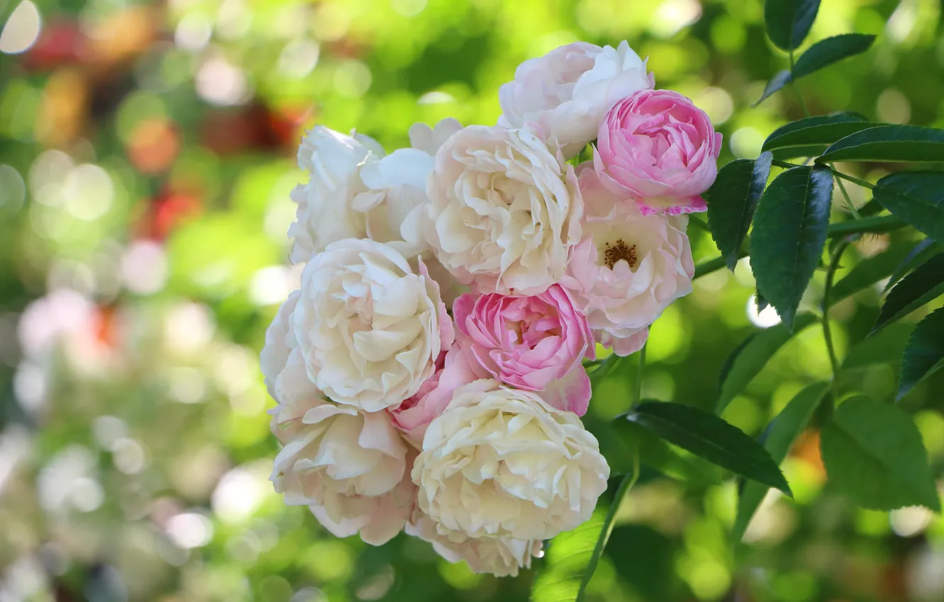 Photo wallpaper branches, roses, bunch