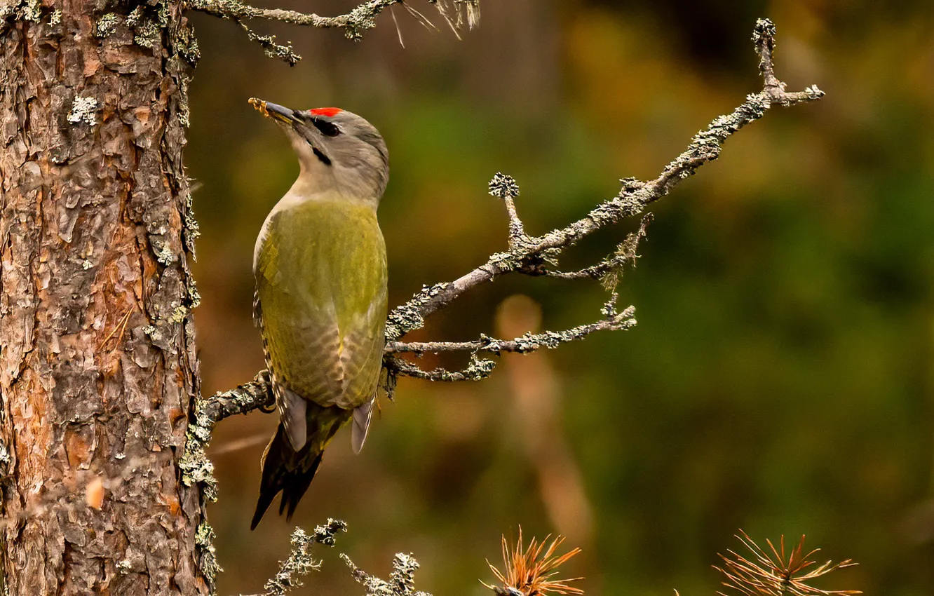 Photo wallpaper bird, beak, white woodpecker