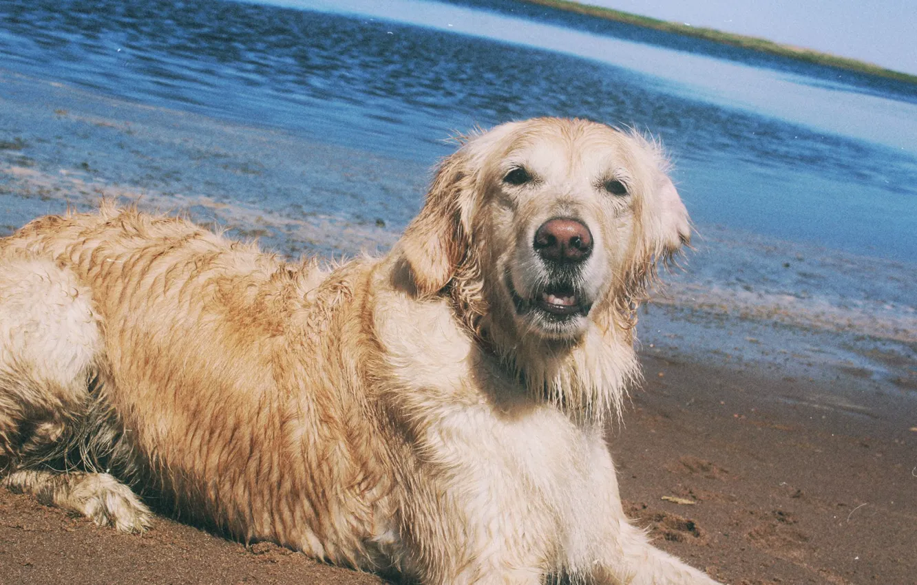 Photo wallpaper sand, sea, beach, water, dog, river