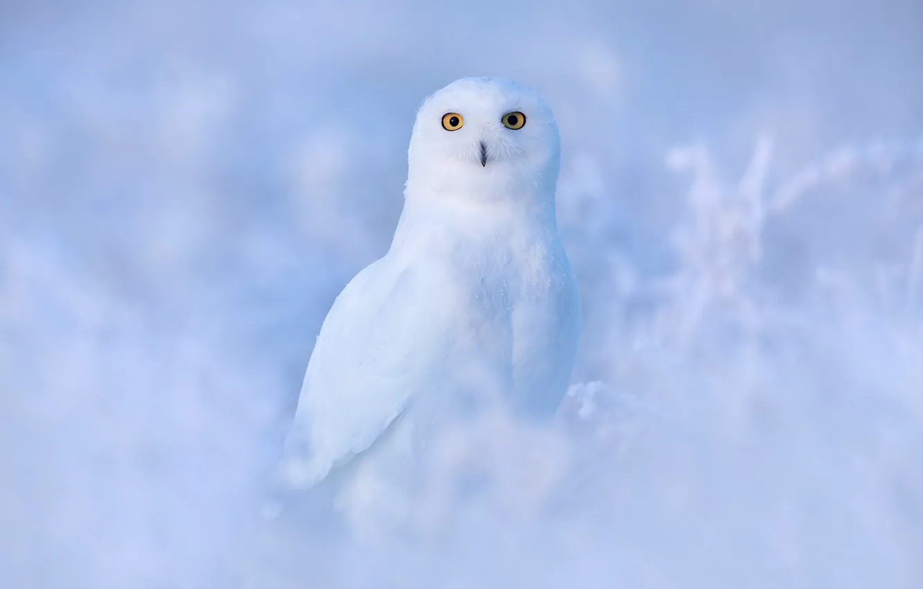 Photo wallpaper winter, frost, white, look, snow, branches, owl, bird