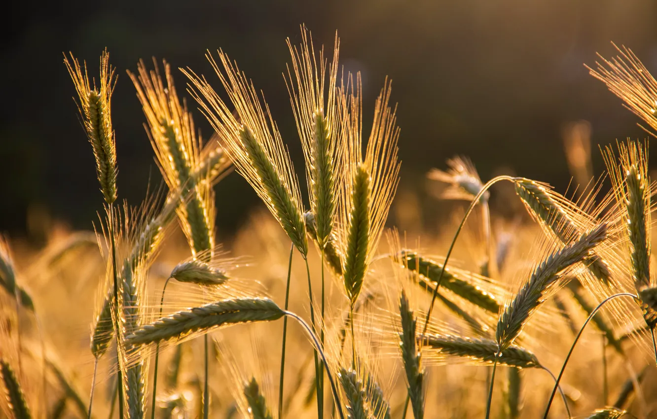 Photo wallpaper field, macro, light, rye, ears, cereals, rye field